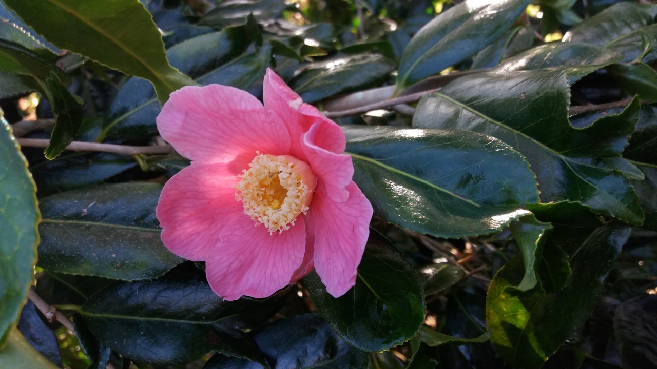 C. x williamsii 'C.F. Coates'